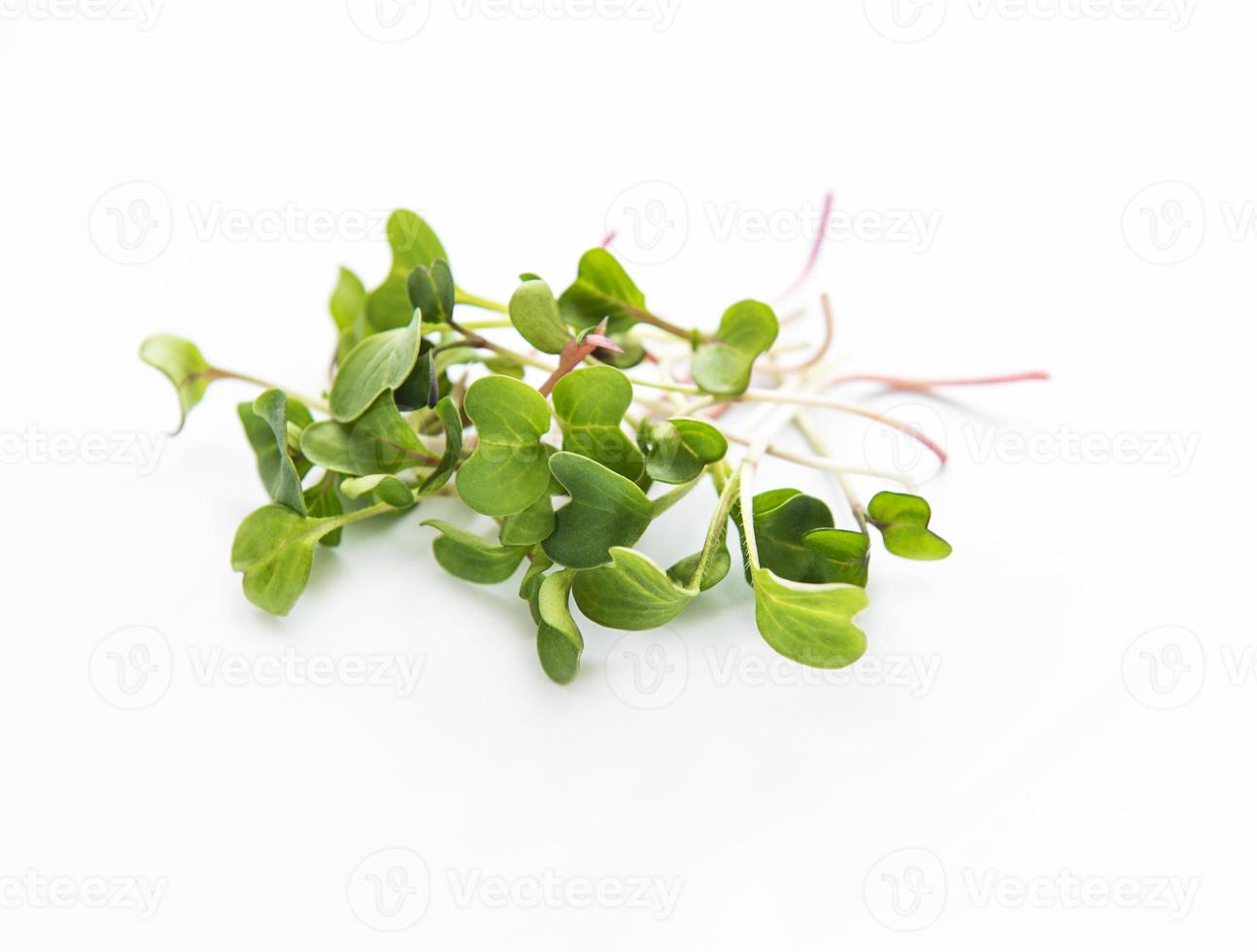 Radish micro greens photo