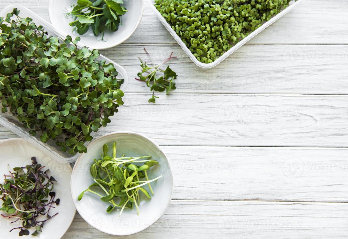 Assortment of micro greens photo