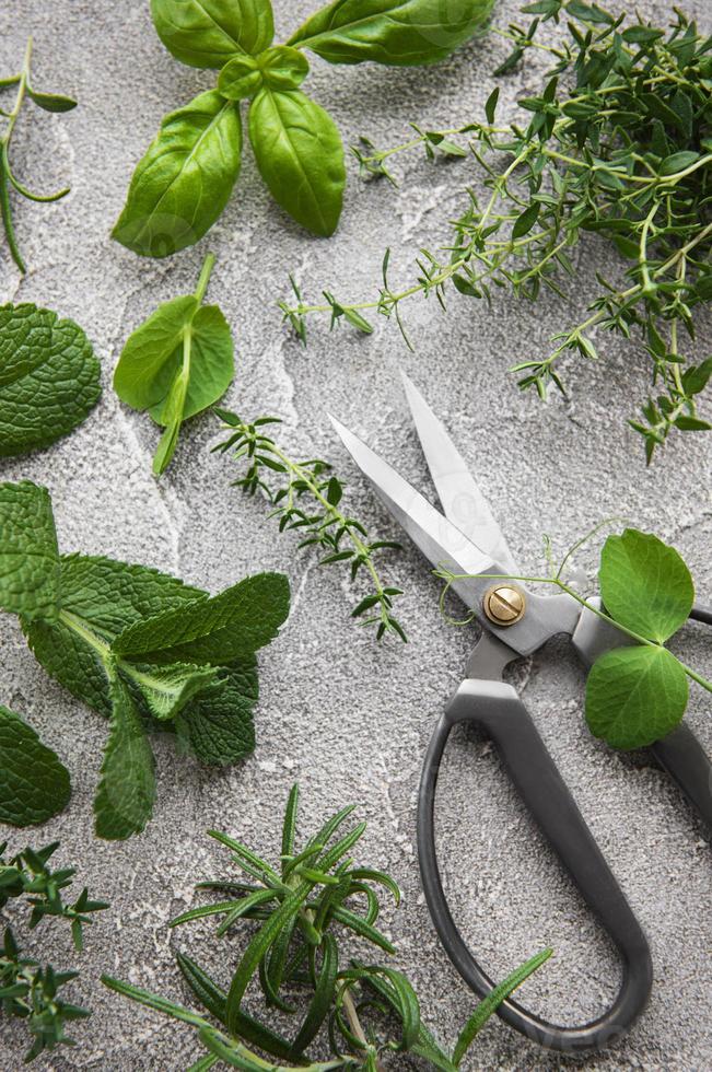 Fresh herbs on grey concrete background photo