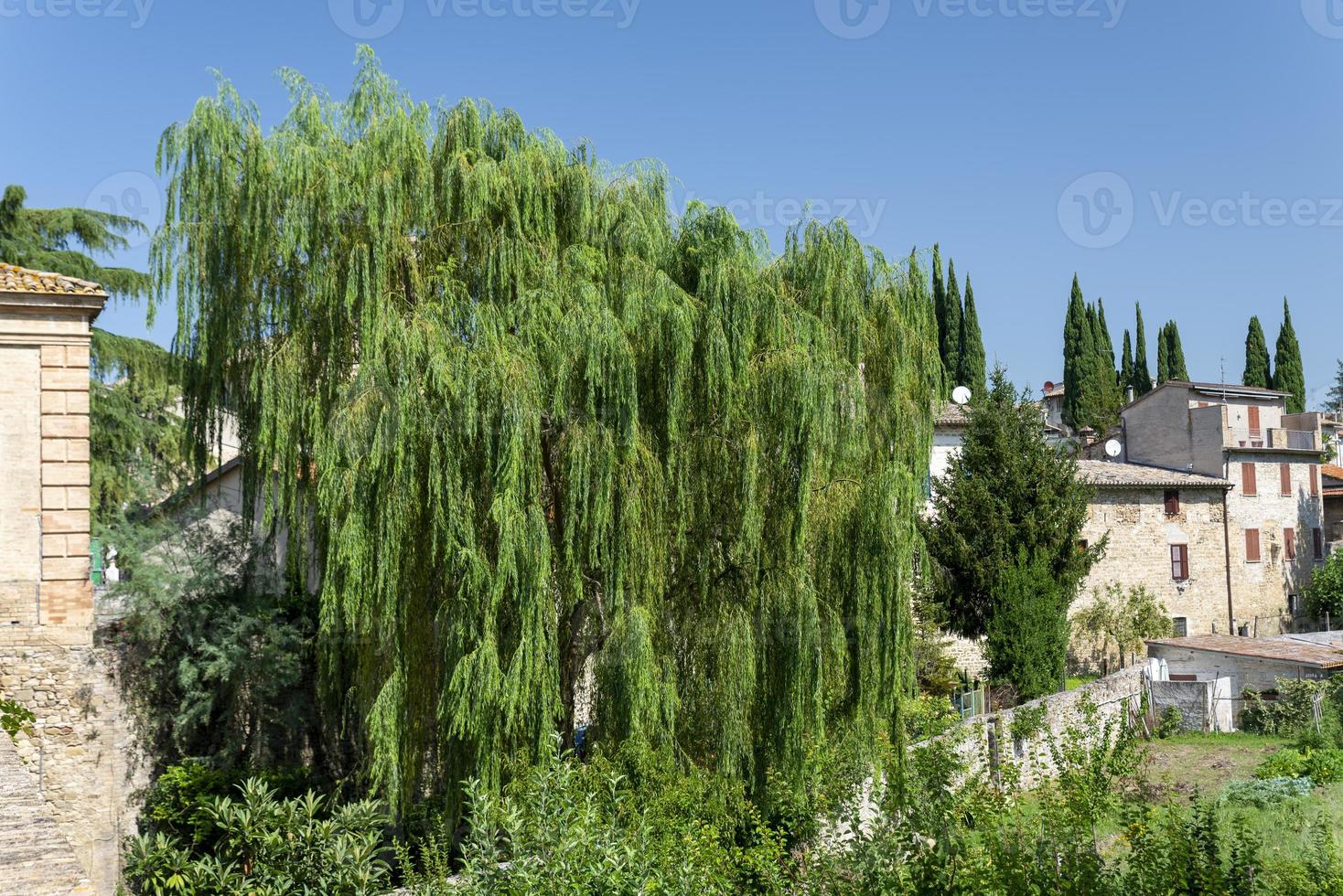 Large weeping willow outside the city of Bevagna photo