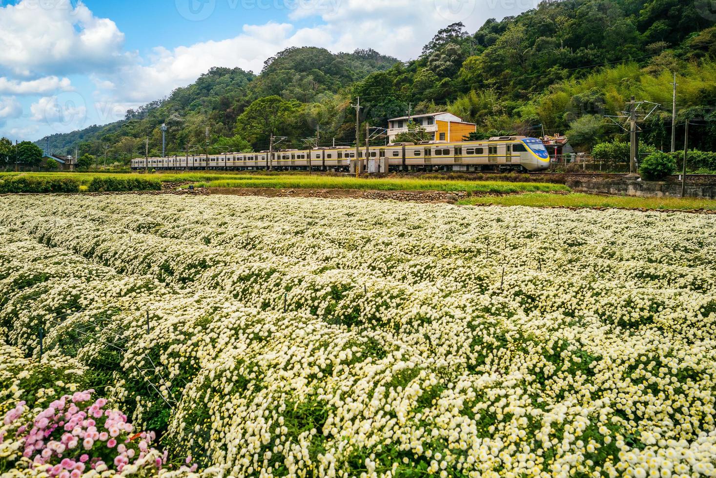 Chrysanthemum farm and railway in Miaoli, Taiwan photo