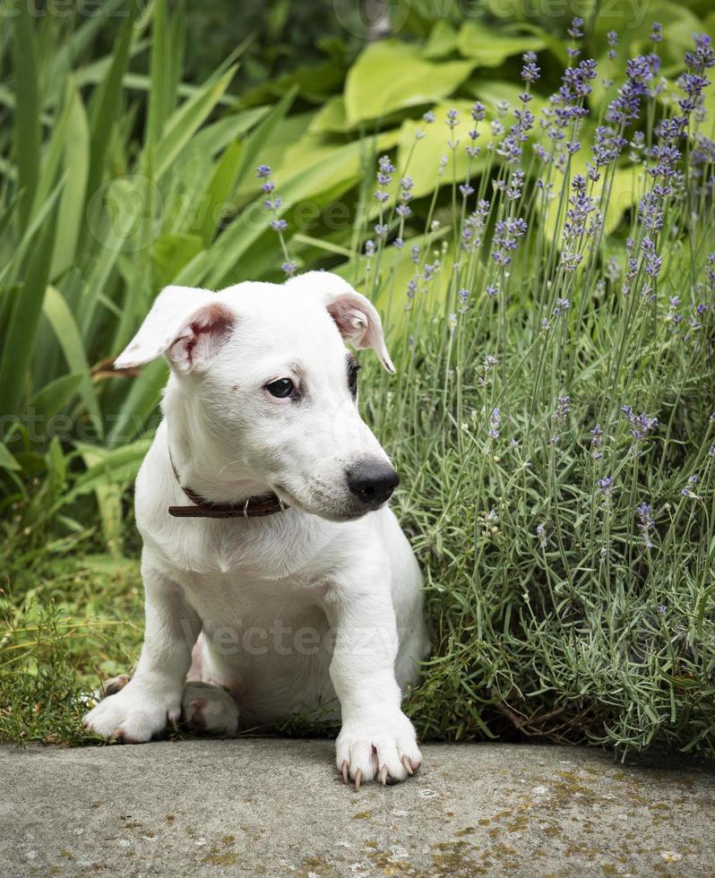 White Jack Russel terrier dog photo