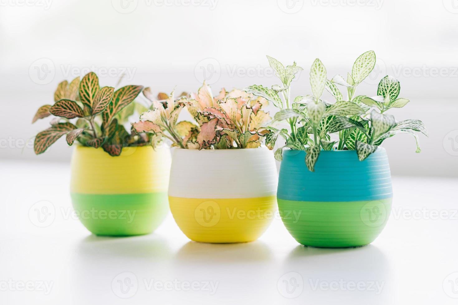 macetas pequeñas de plantas colocadas sobre la mesa para decorar la casa foto