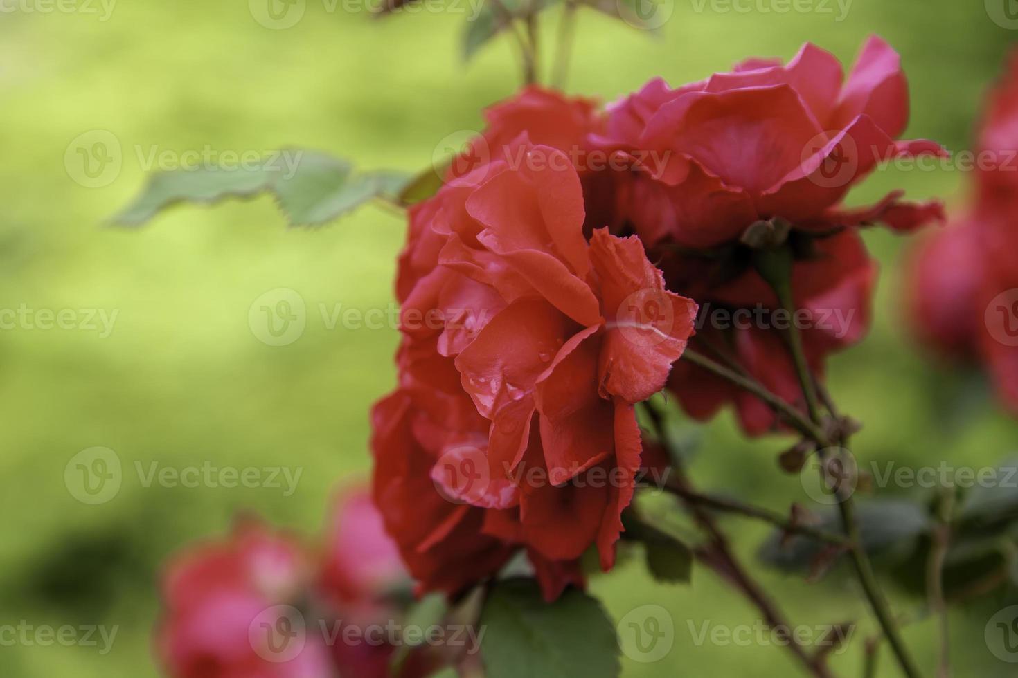 Natural red geraniums photo