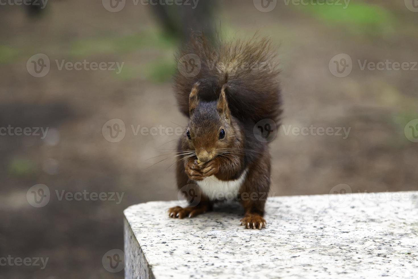 Squirrel eating nuts photo