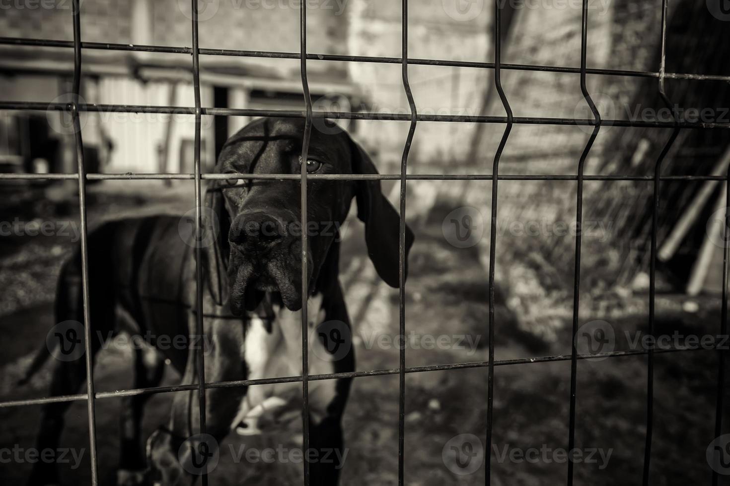 Dog in kennel photo