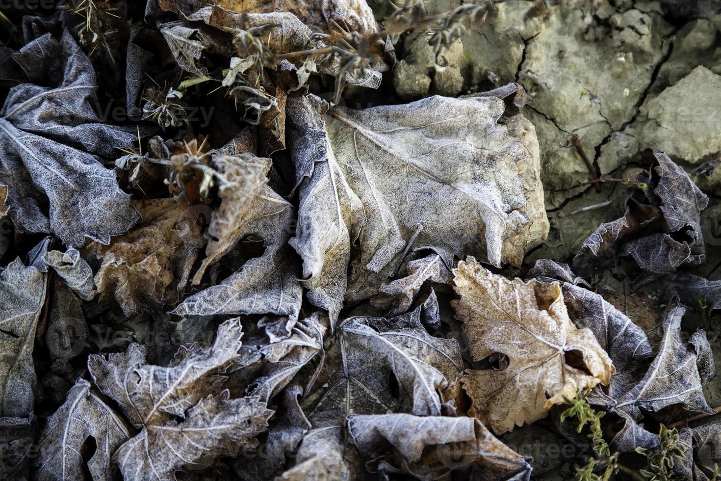 hojas de otoño congeladas foto