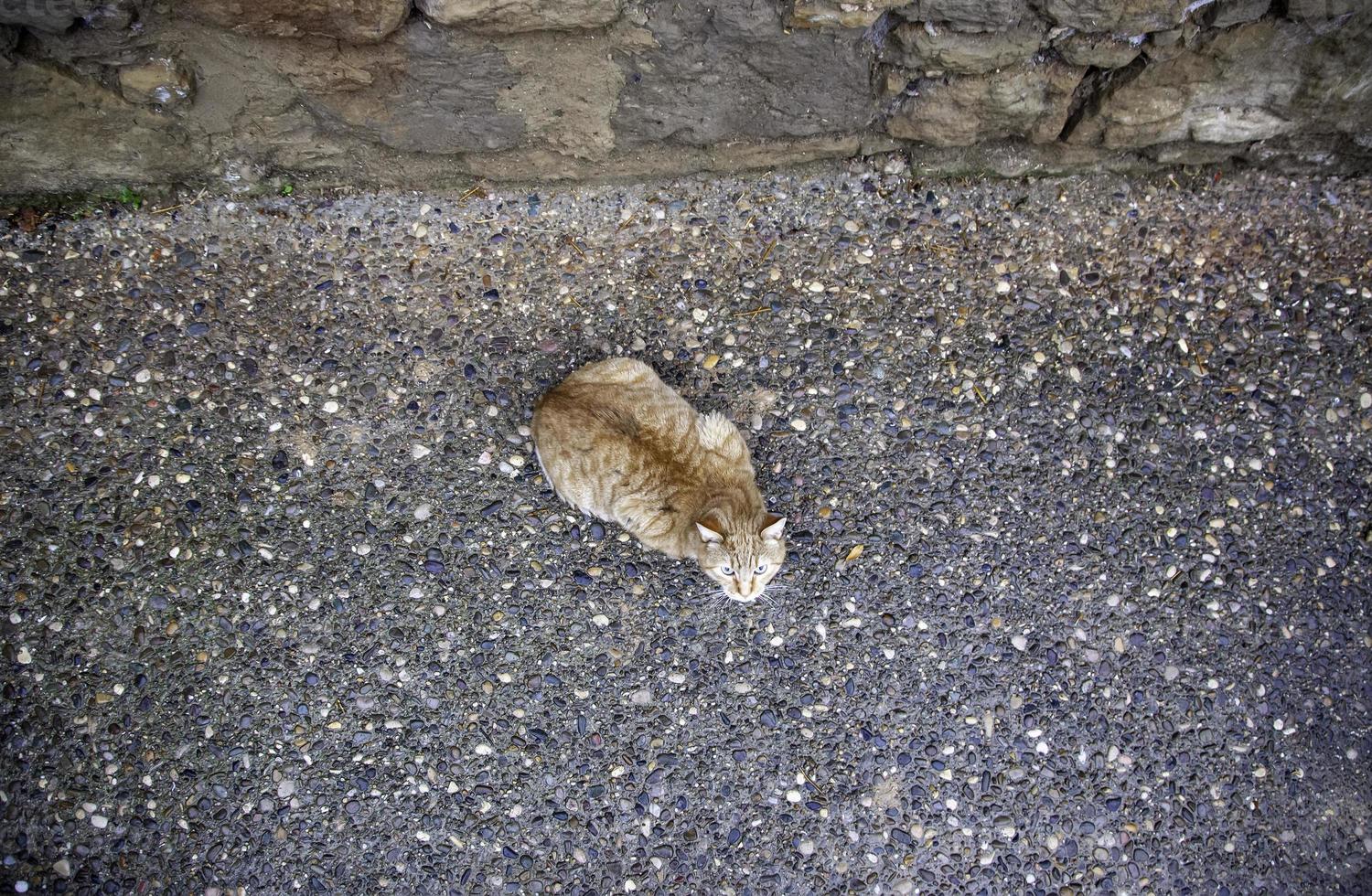 Abandoned street cats photo
