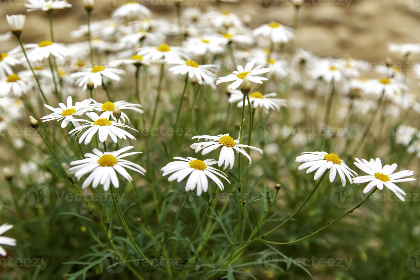 Daisies in a field photo