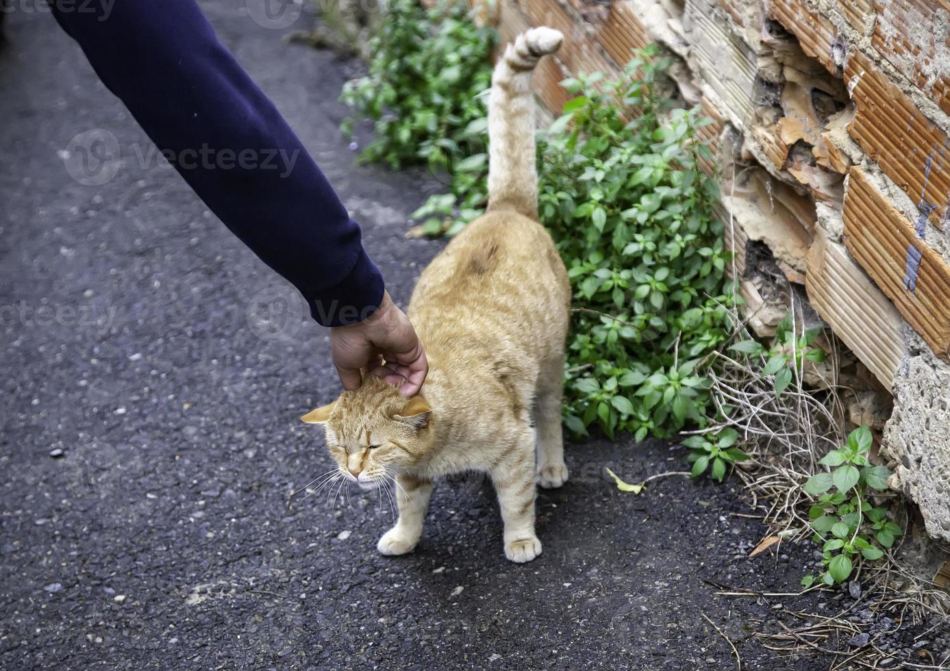 Stray cats eating on the street photo