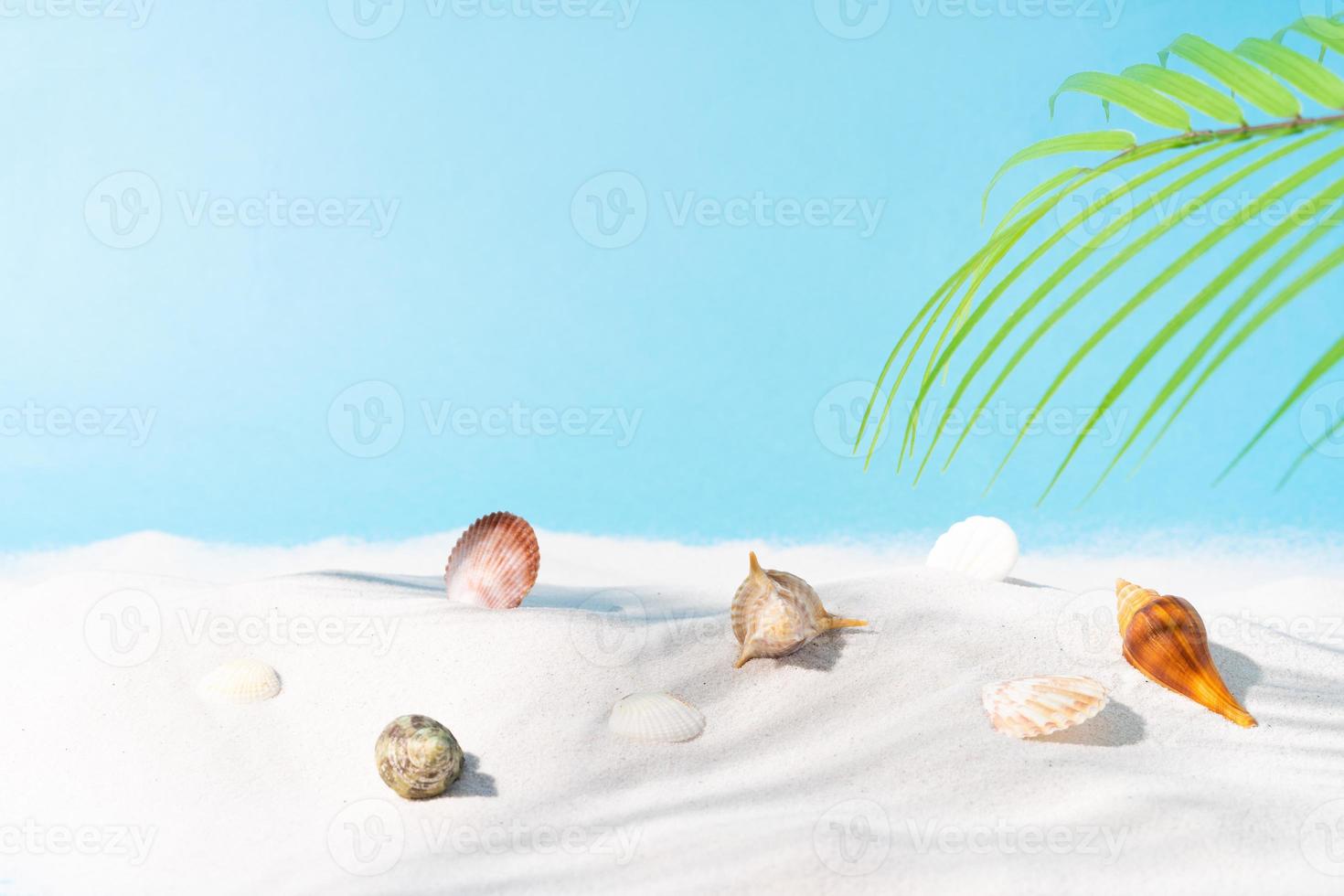 Summer background with sand seashell and palm tree photo