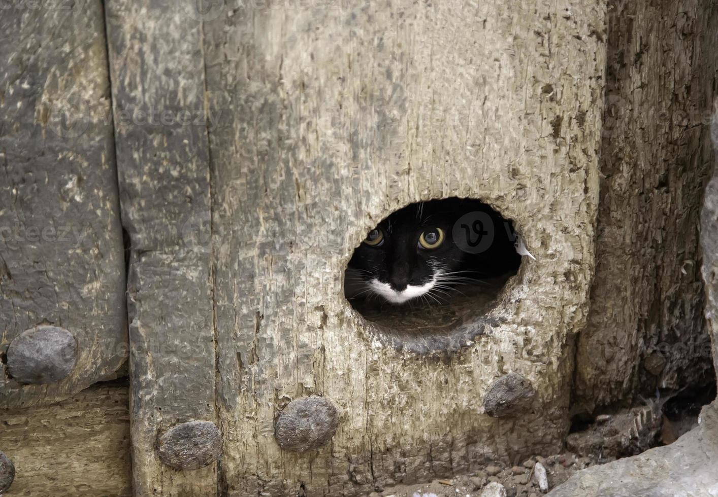 gato escondido puerta foto