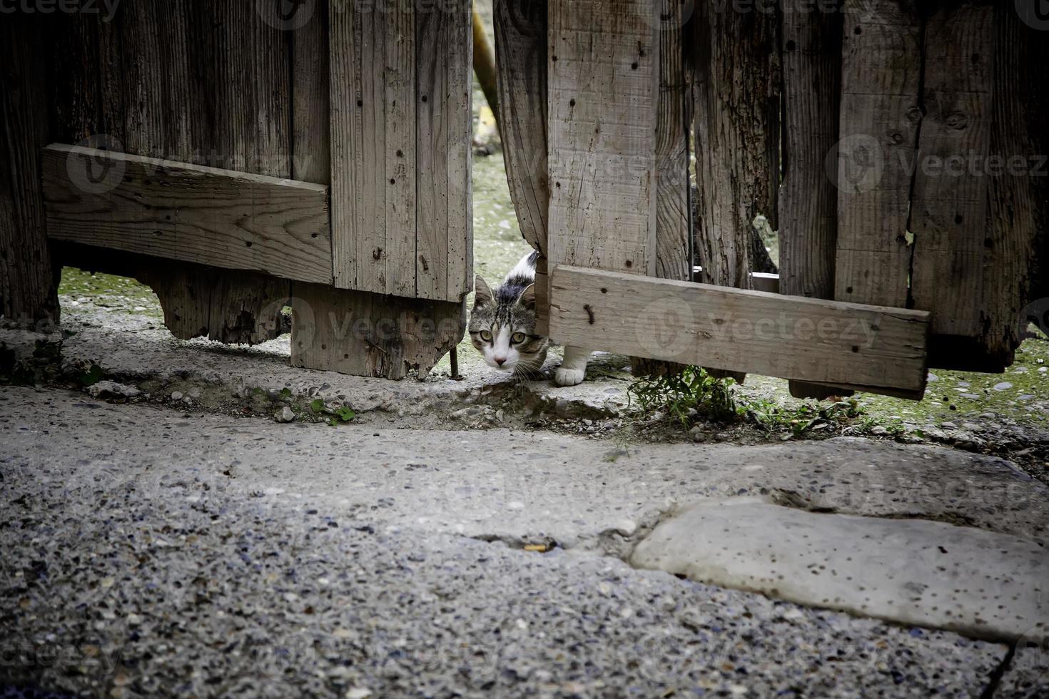 gato detrás de la puerta de madera foto