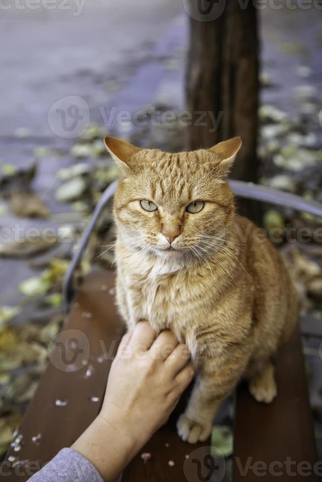 Person stroking cat photo