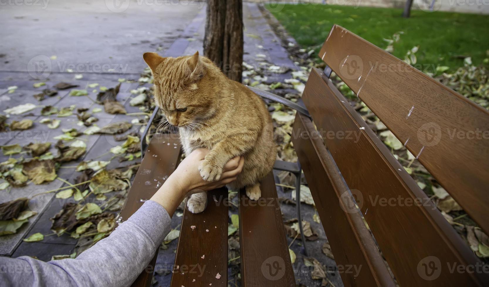 Person stroking cat photo