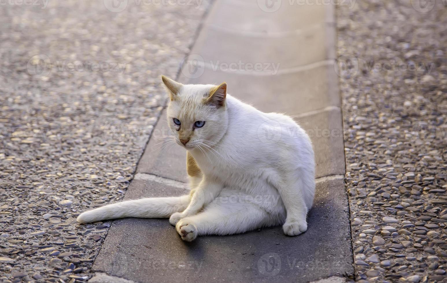 gato blanco descansando en la calle foto