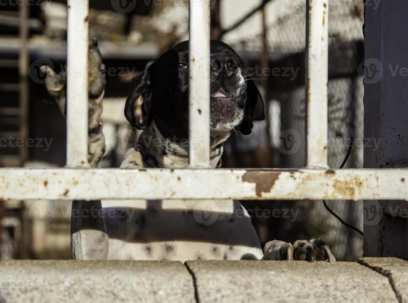 perro de caza abandonado foto