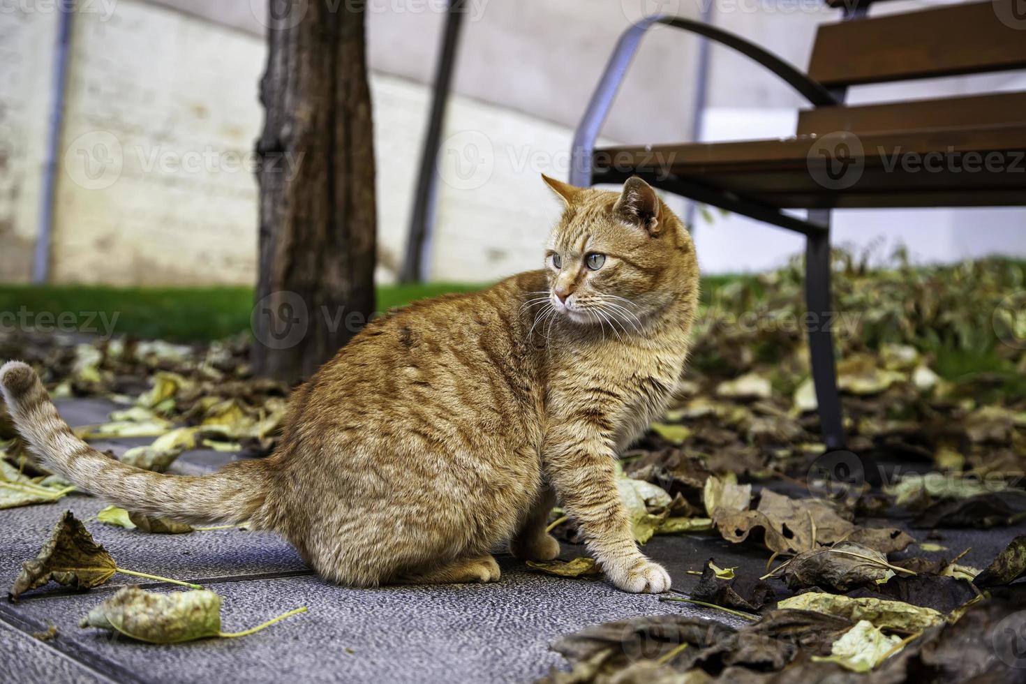 Orange cat resting street photo