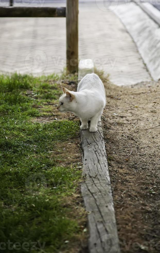 gato blanco descansando en la calle foto