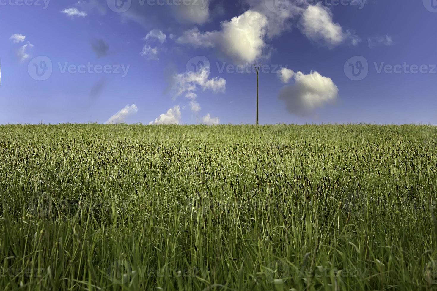 Heaven and vegetation photo