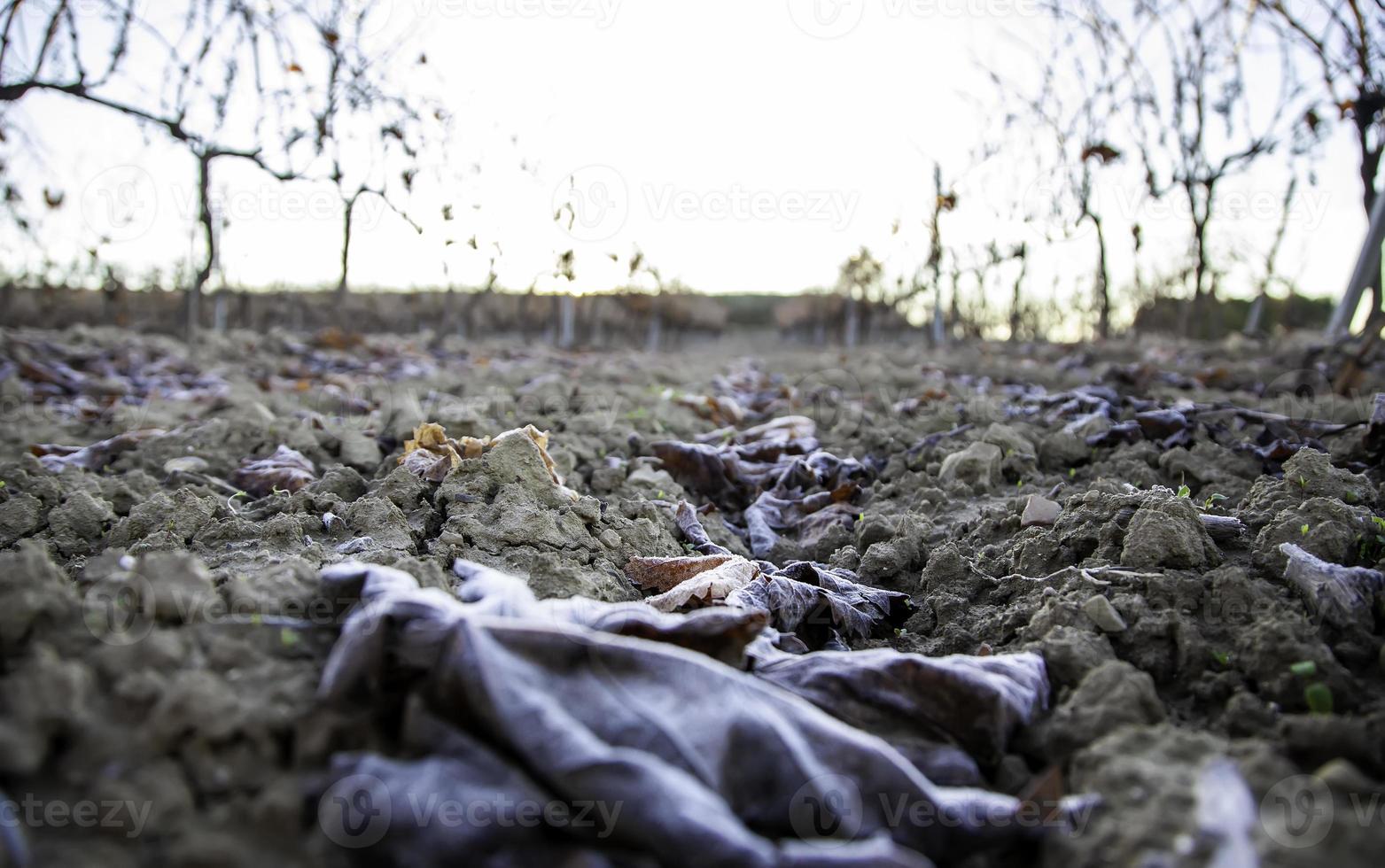 Grass sprouts on ground photo