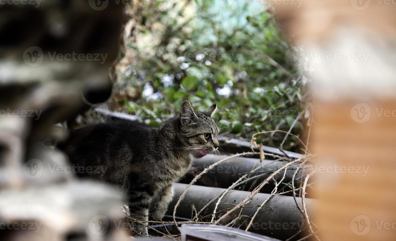 Stray cats eating on the street photo