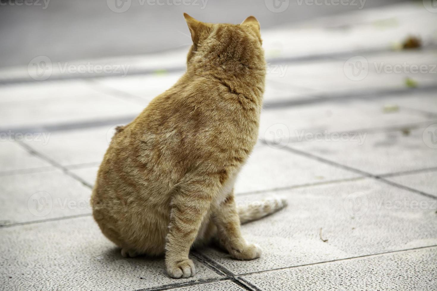 gato naranja descansando calle foto