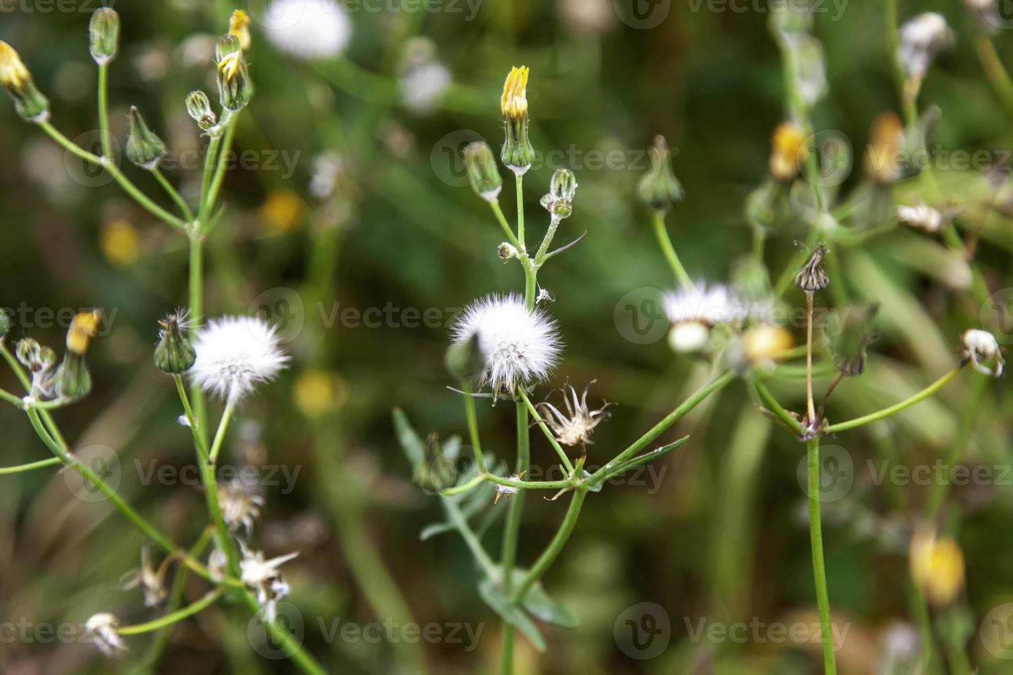 Wild daisies in the field photo