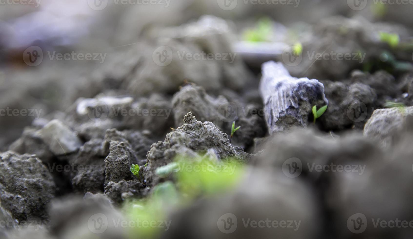 Grass sprouts on ground photo