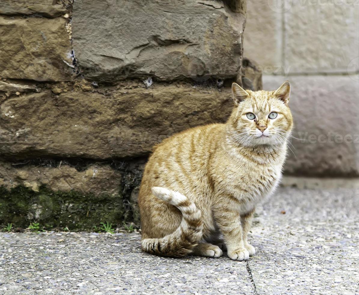 Orange cat resting street photo