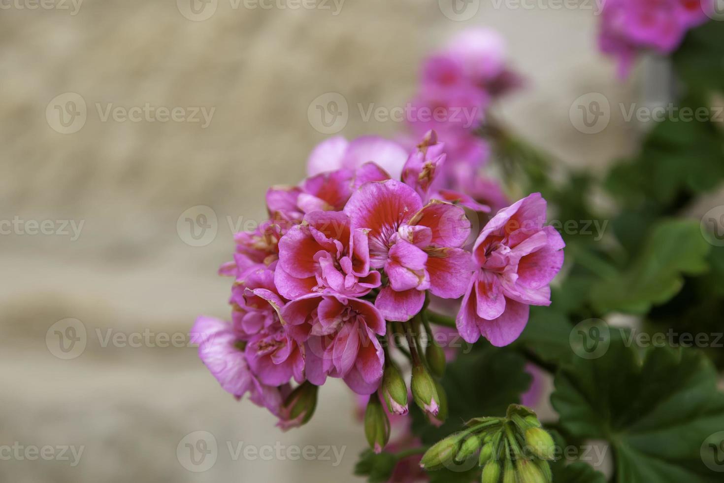 Natural red geraniums photo