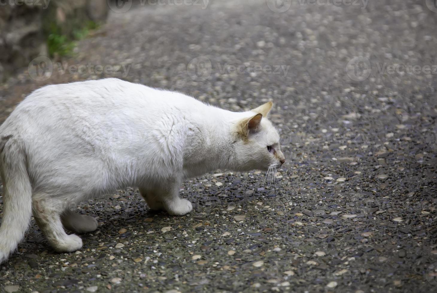 gato blanco asustado foto
