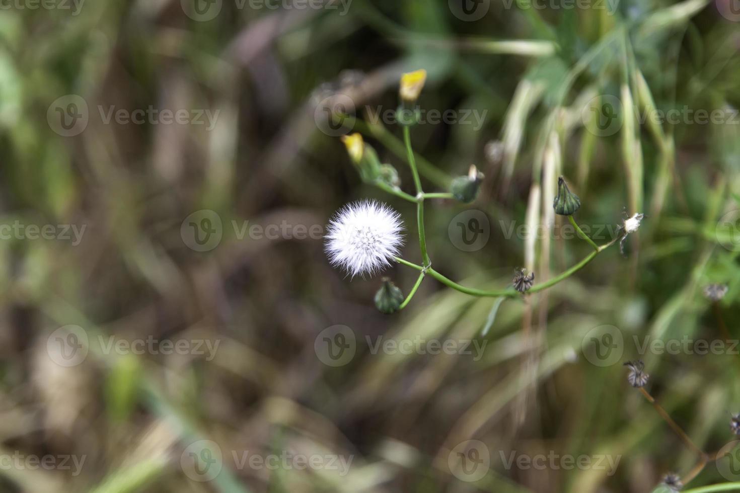 Wild daisies in the field photo