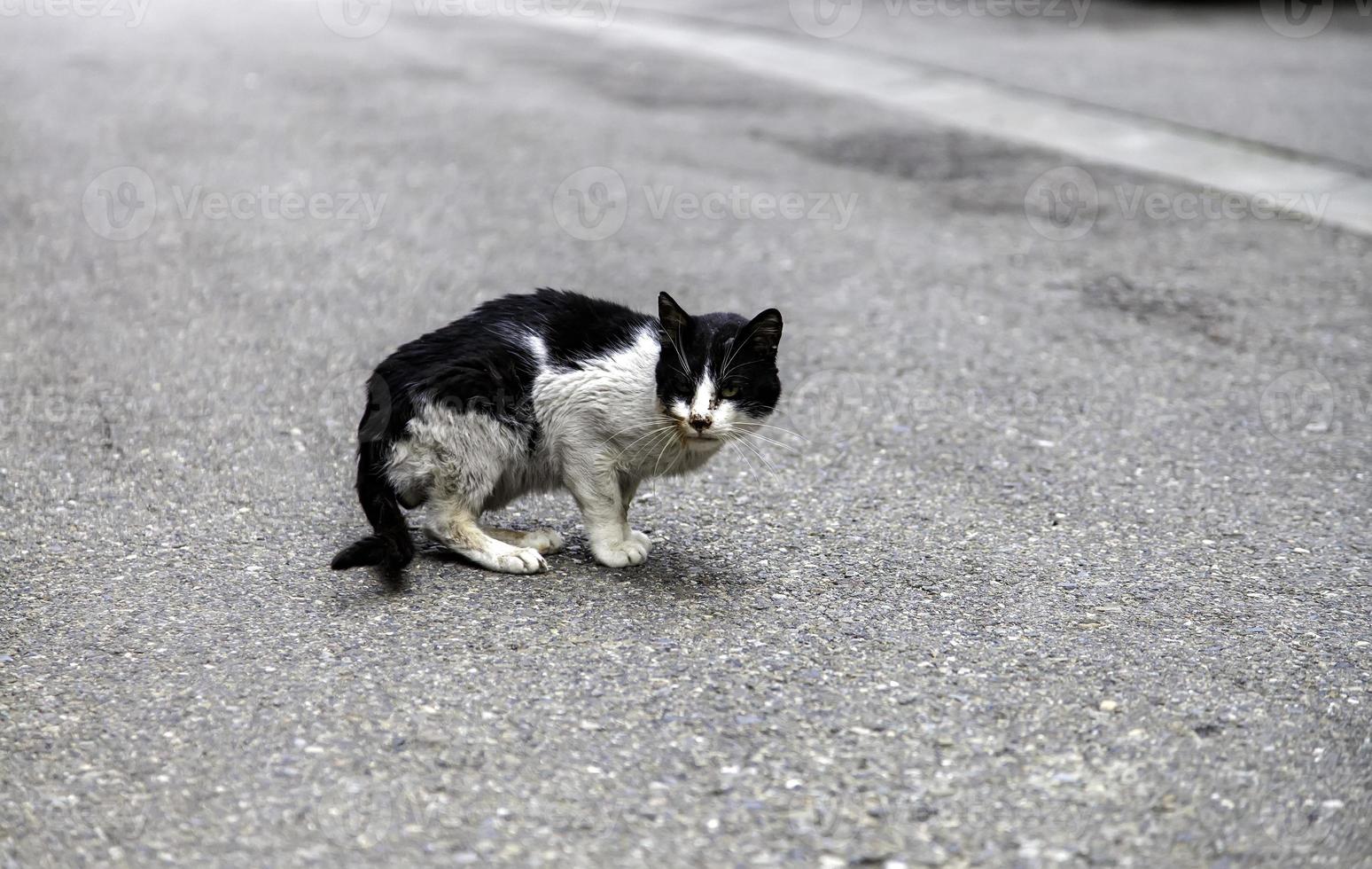 Injured cat on street photo