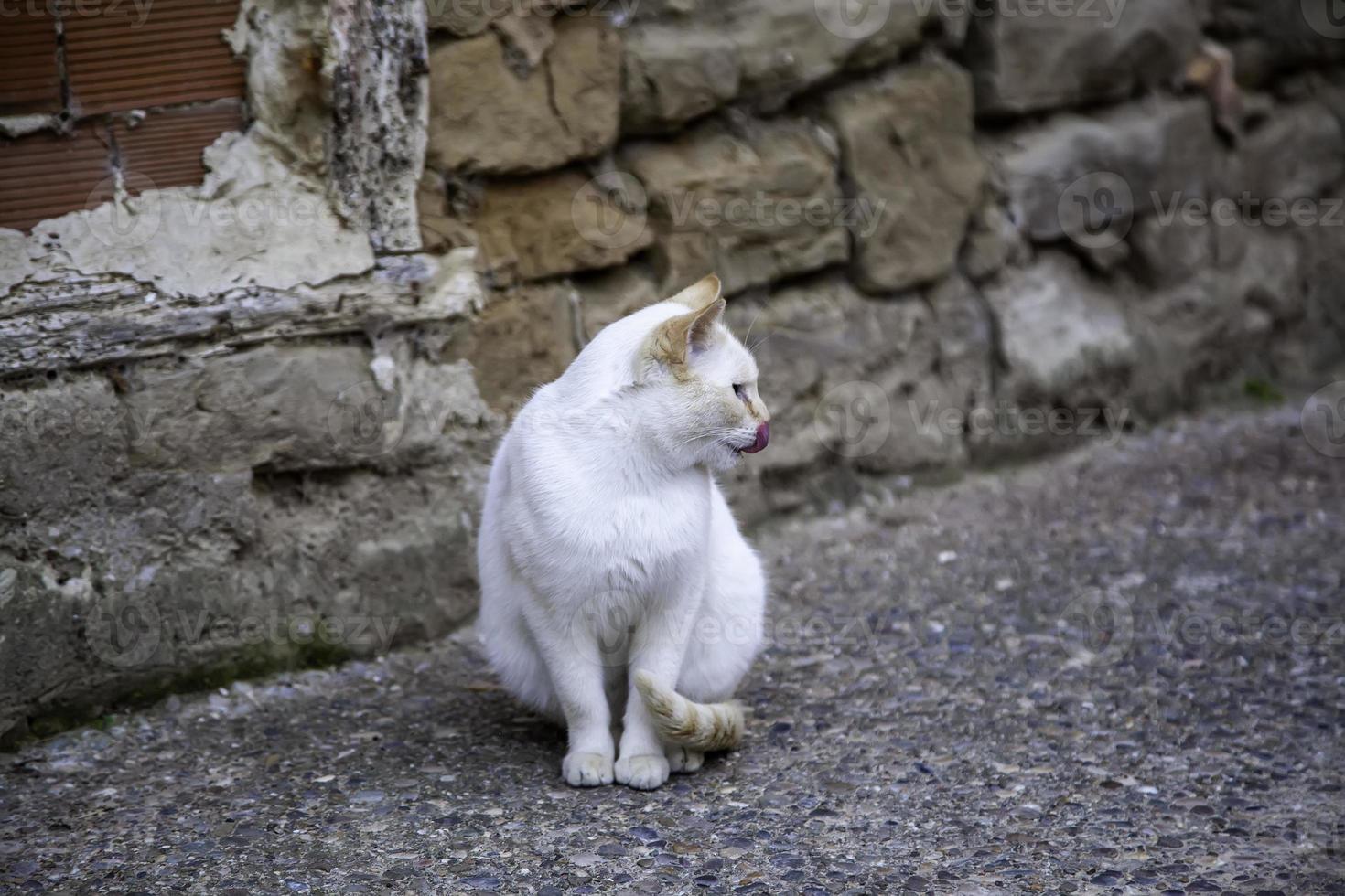 gato blanco descansando en la calle foto