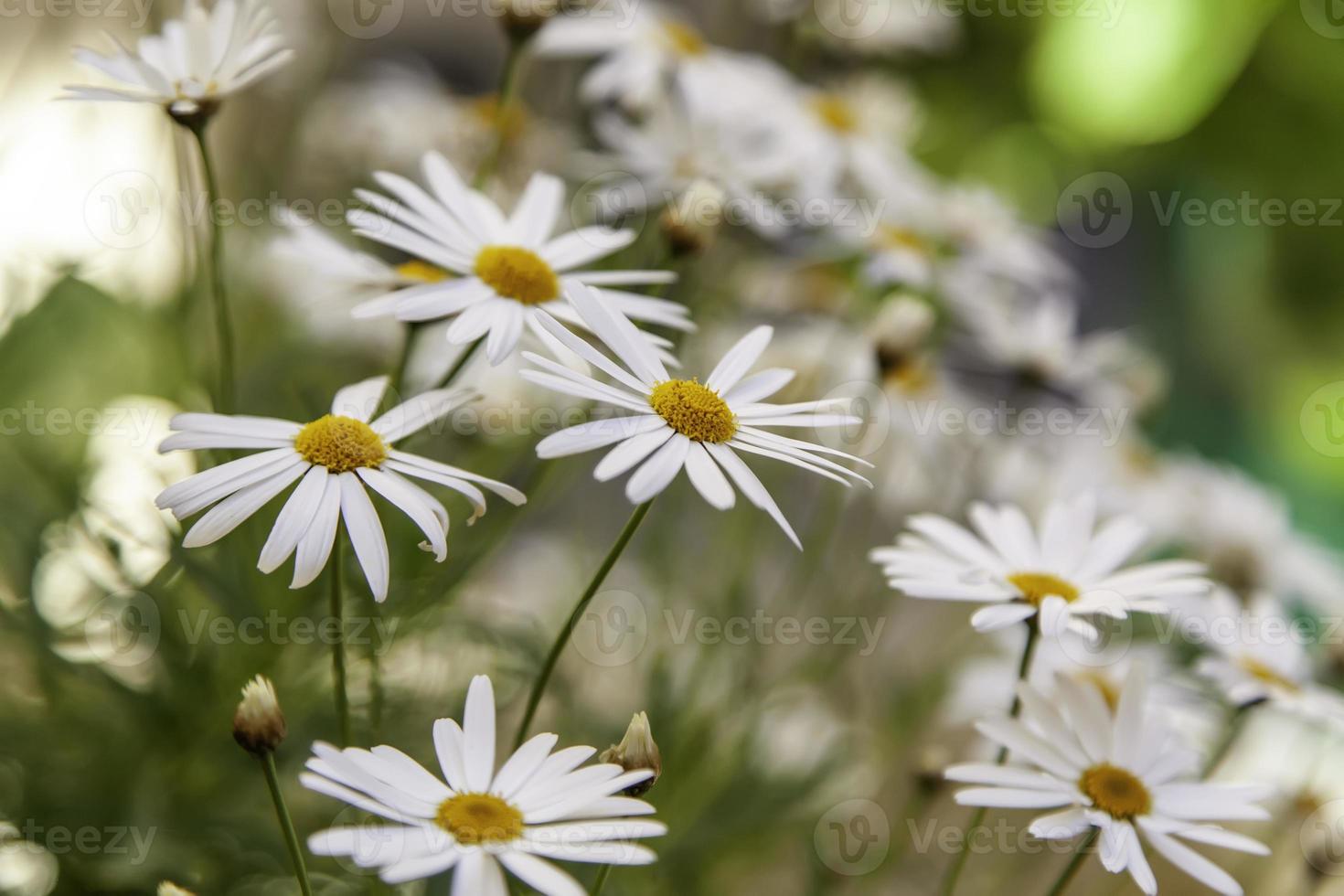 Wild daisies in the field photo