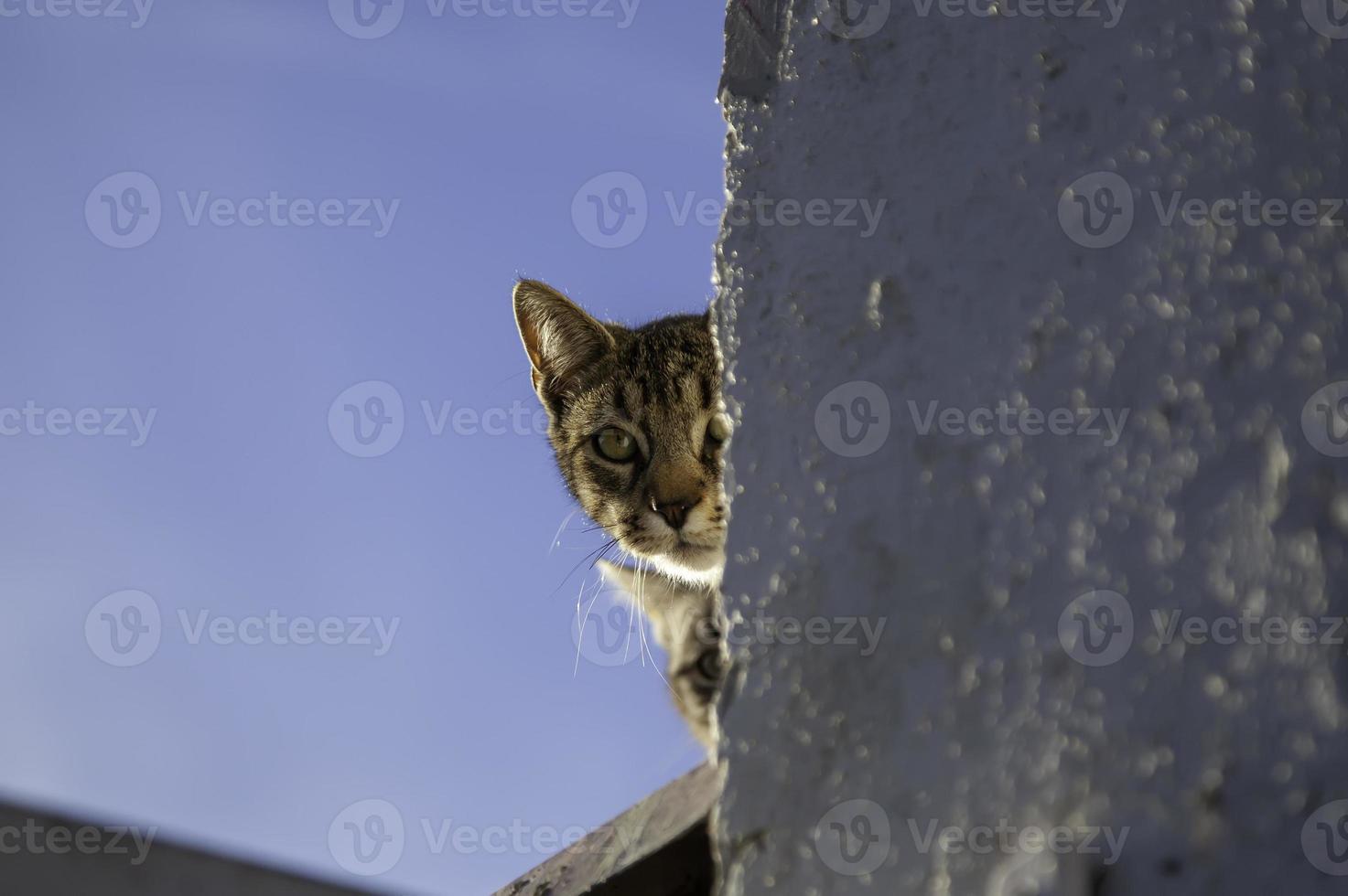 gatos escondidos en la pared foto