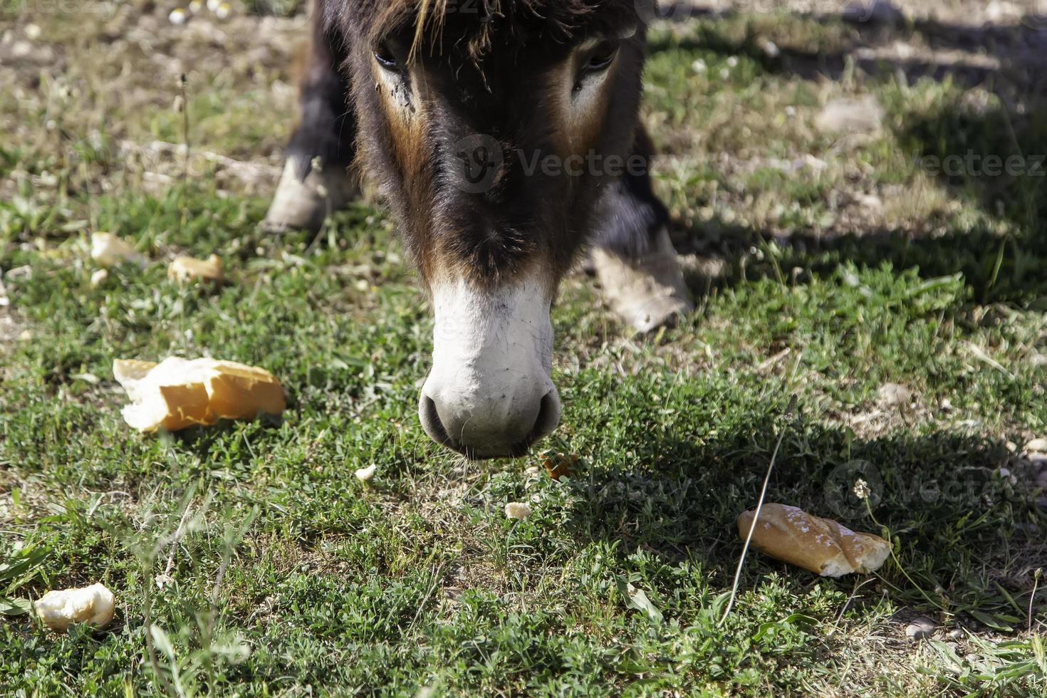 burro en establo foto