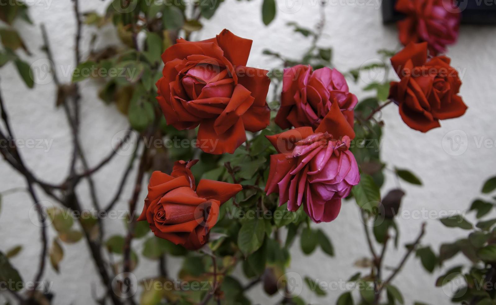 Rosebush of red roses photo