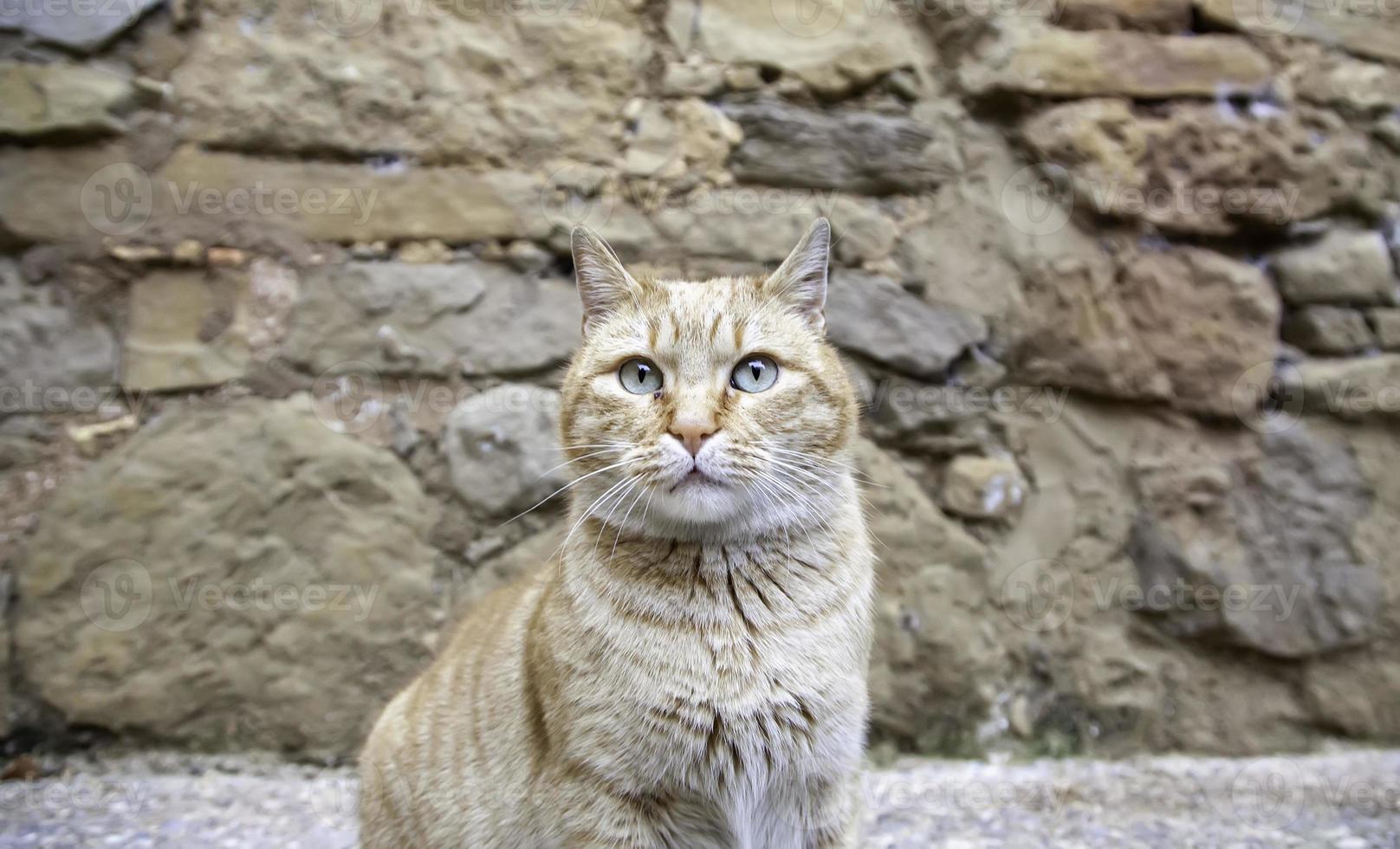 gato callejero atigrado naranja foto