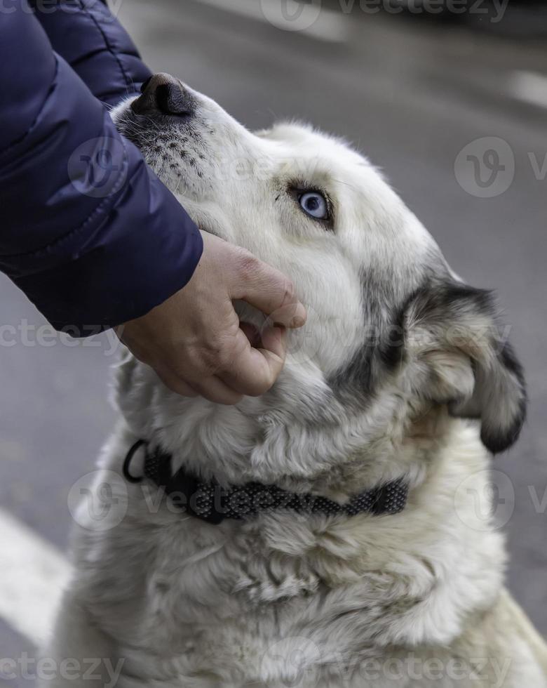 Siberian husky stroke photo