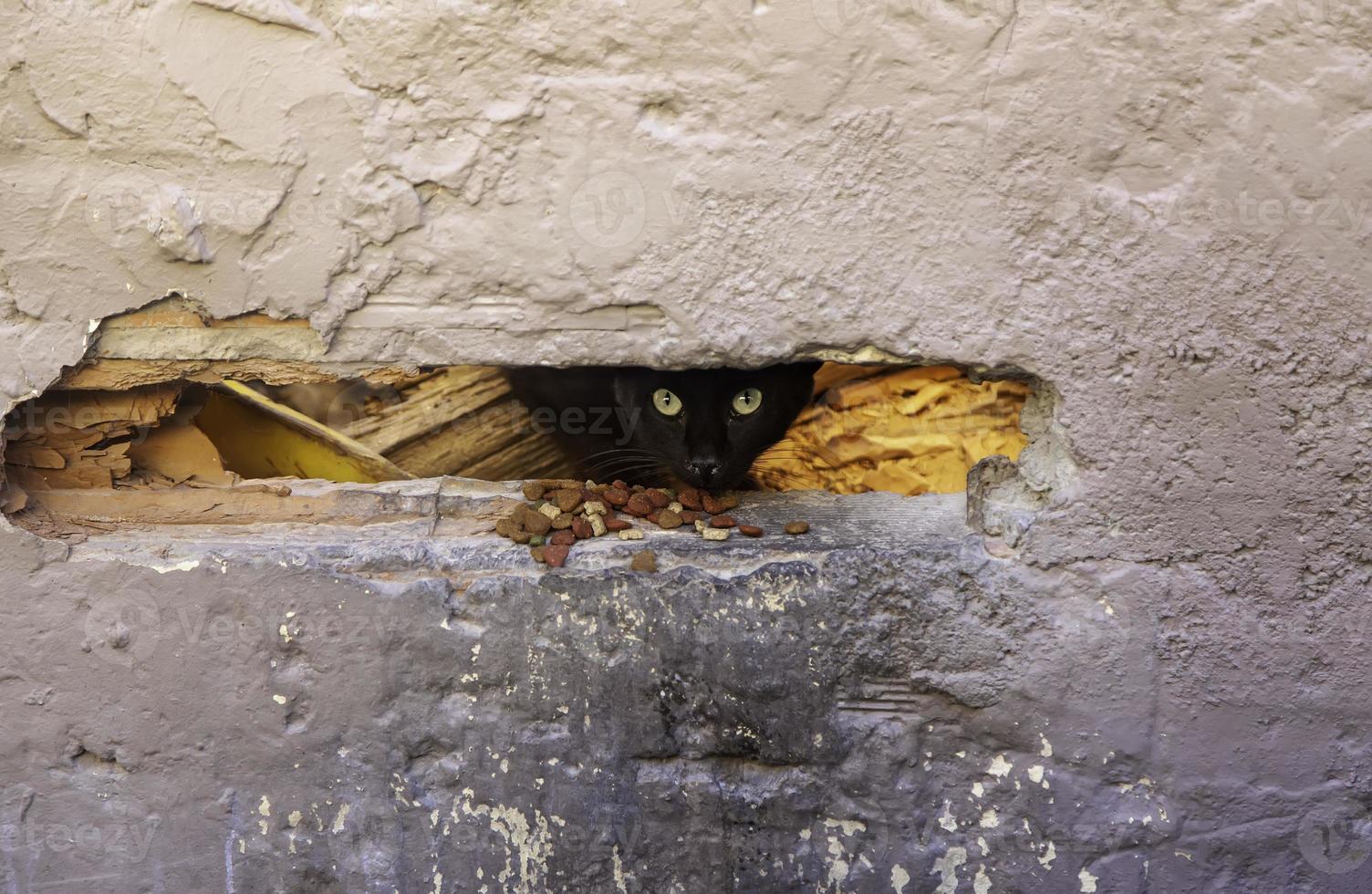 gatos escondidos en la pared foto