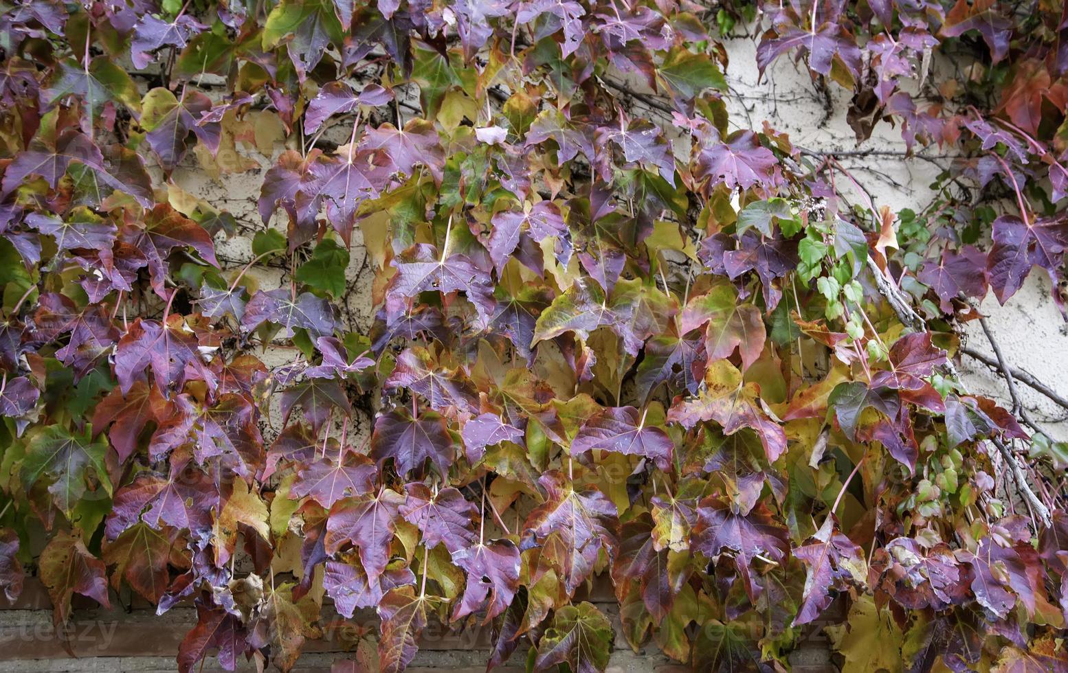 hojas de otoño suelo foto