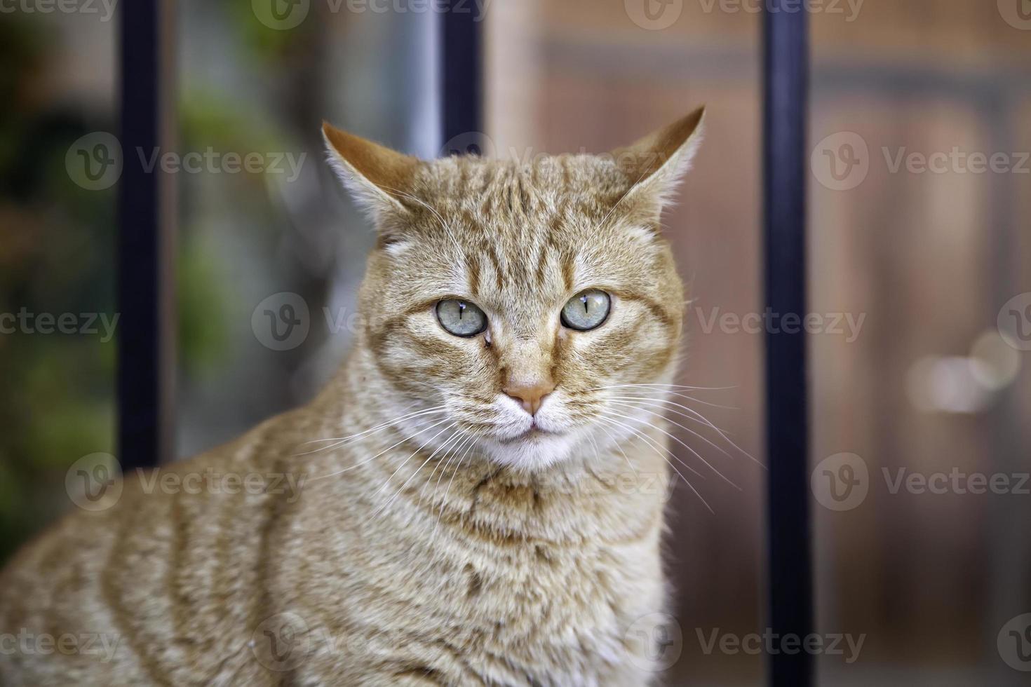 gato callejero atigrado naranja foto