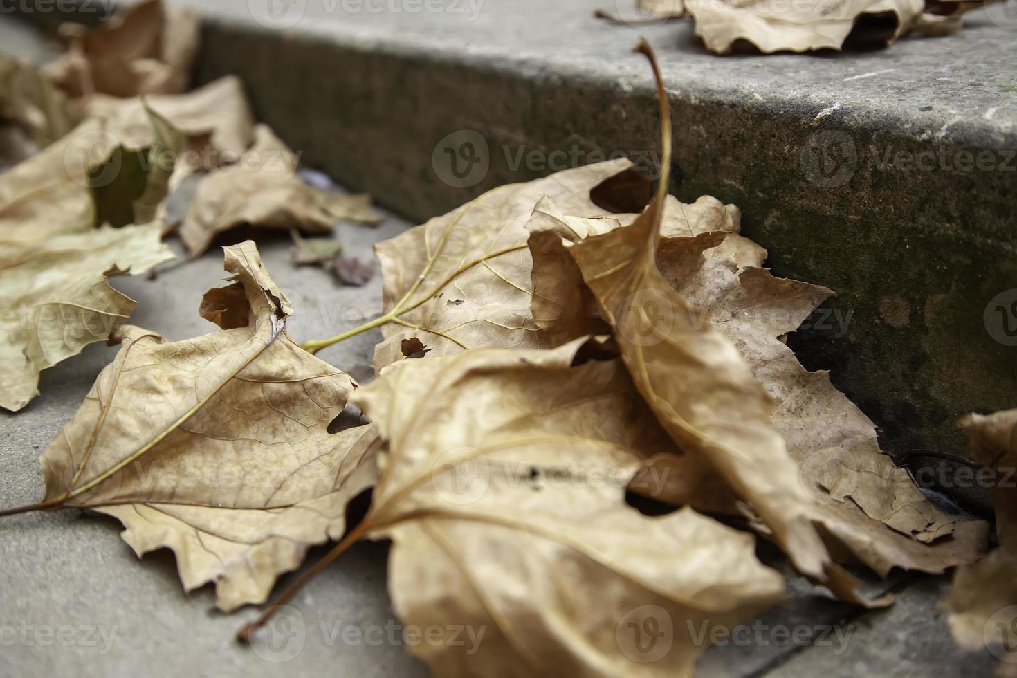 Autumn leaves ground photo