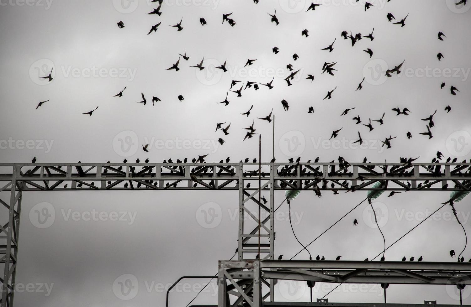 pájaros en torre eléctrica foto