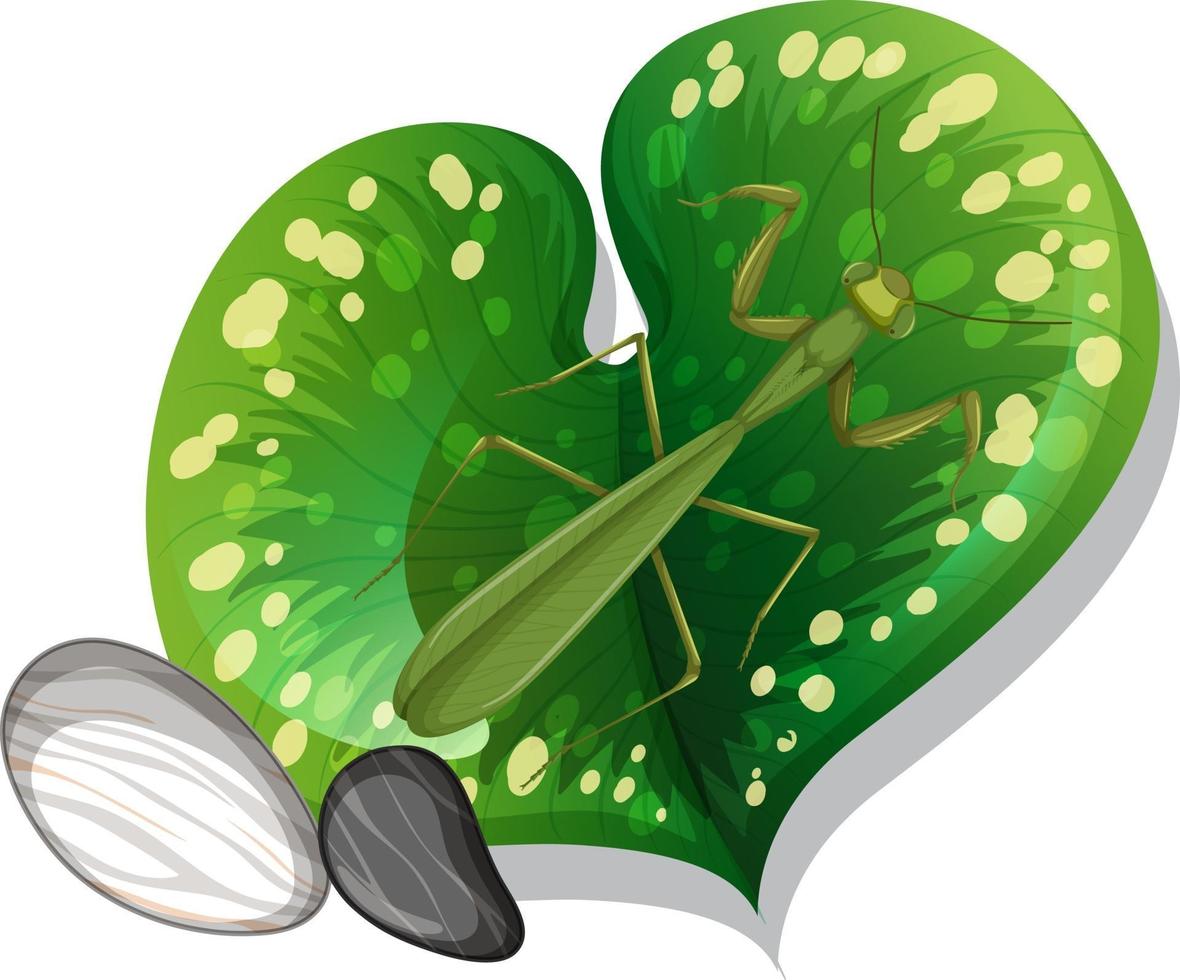 Top view of mantis on a leaf isolated vector