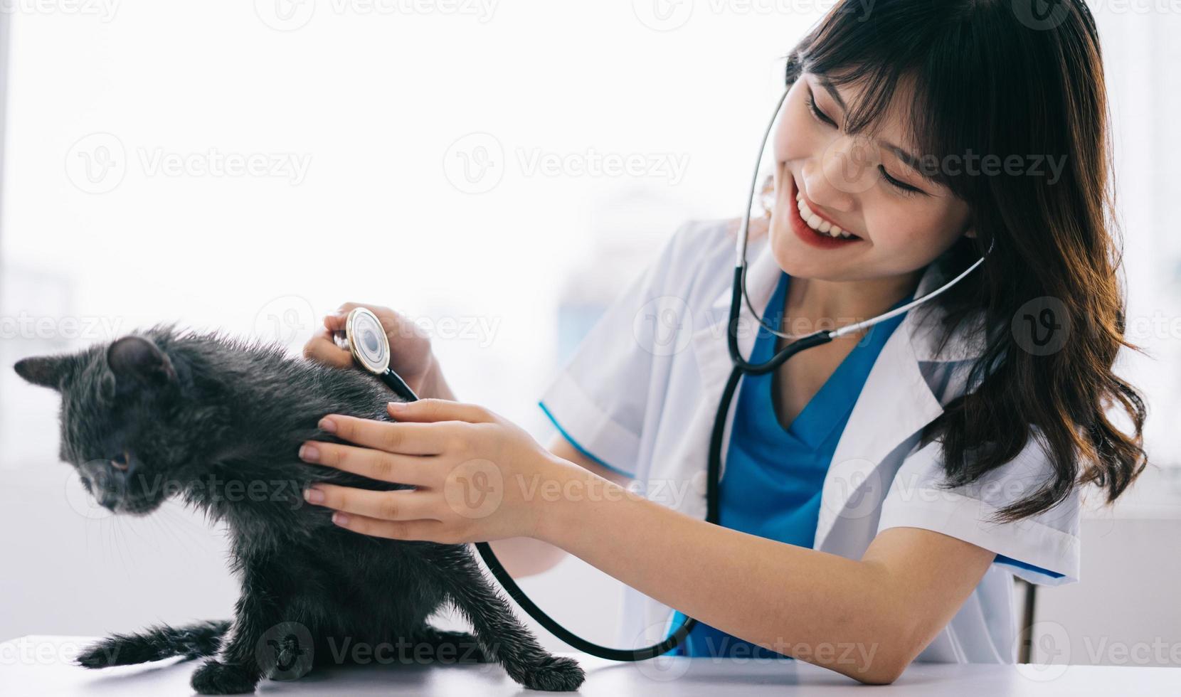 la veterinaria está haciendo exámenes físicos de rutina para el gato foto