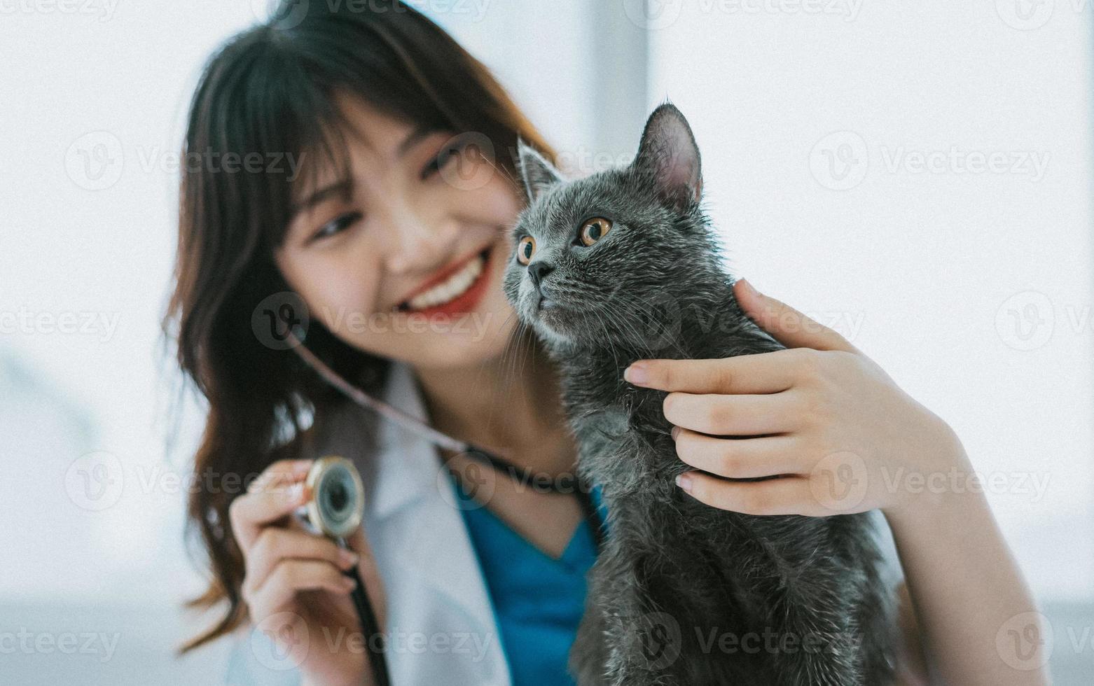 The female veterinarian is doing routine physical exams for the cat photo