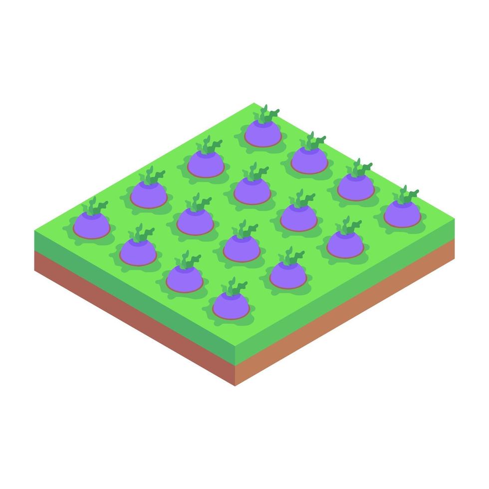 Turnips Garden and farm vector